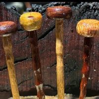 494638526_640368842326545_6960650301814858154_n