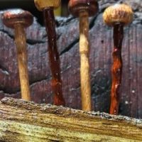 495477897_640368772326552_3870127945056305973_n